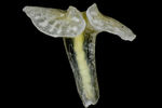 Dendrogramma enigmatica и Dendrogramma discoides, относящиеся к новому семейству Dendrogrammatidae. Биологи нашли наибольшее сходство новых организмов с типами гребневиков и кишечнополостных и предположили, что между ними имеется родство. Организмы также напоминают вымершие докембрийские жизненные формы, жившие 600 млн лет назад