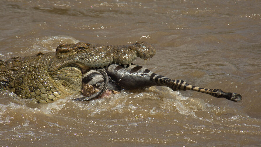 Биологи разгадали тайну способности крокодила не дышать