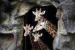 Семейство жирафов в сиднейском зоопарке