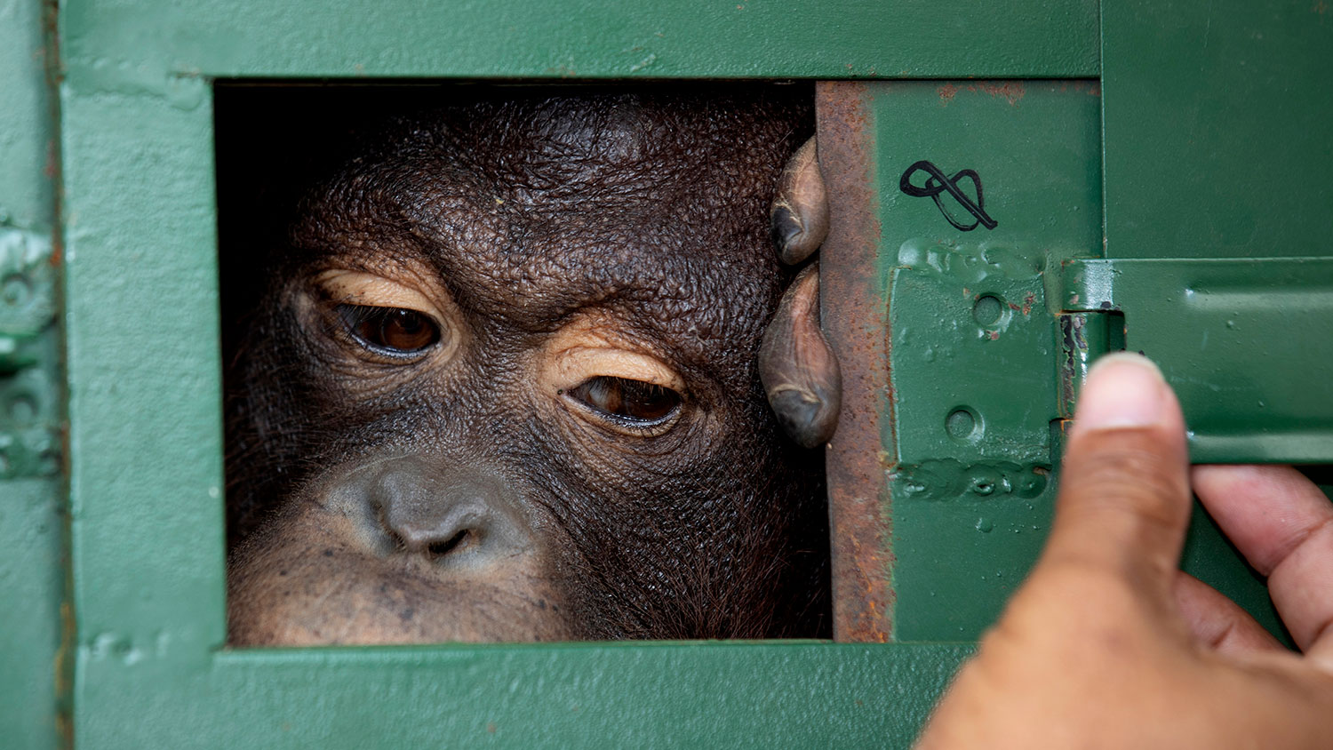 В Индонезии спасли орангутанга из многолетнего секс-рабства: Звери: Из жизни: massage-couples.ru
