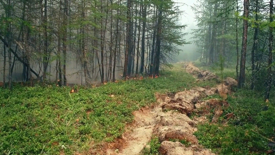 Лесные пожары в&nbsp;Красноярском крае, 1 августа 2019 года