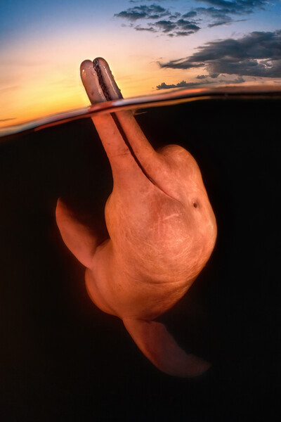 Кэт Чжоу со снимком Амазонского розового дельфина стала обладательницей гран-при и звания лучшего фотографа года