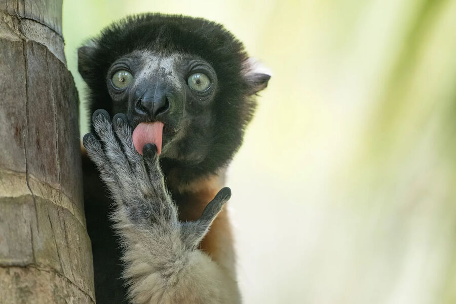 <b>Лилиана Лука</b>. «Пальчики оближешь»
<br><br>
Высокая оценка жюри