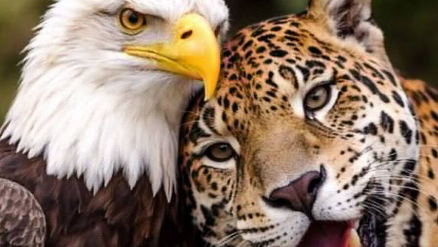 Президент Колумбии опубликовал говорящий снимок после разговора с Трампом