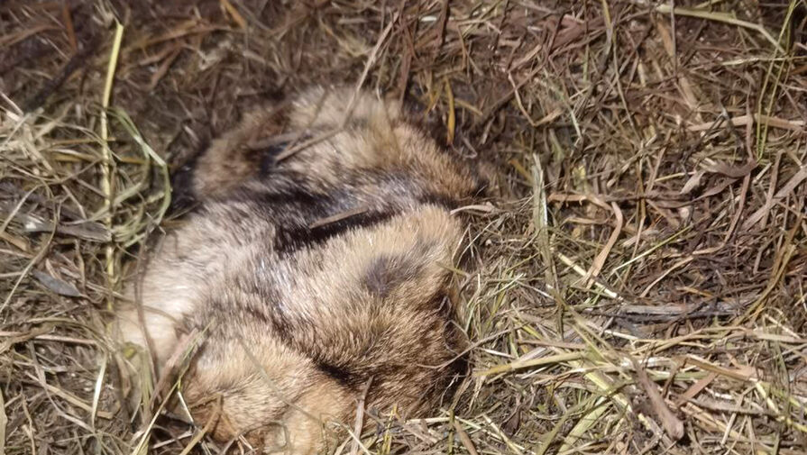 Весны не будет: сурок Филимон не проснулся впервые за 10 лет