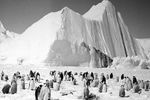 Императорские пингвины в Антарктиде, 1957 год