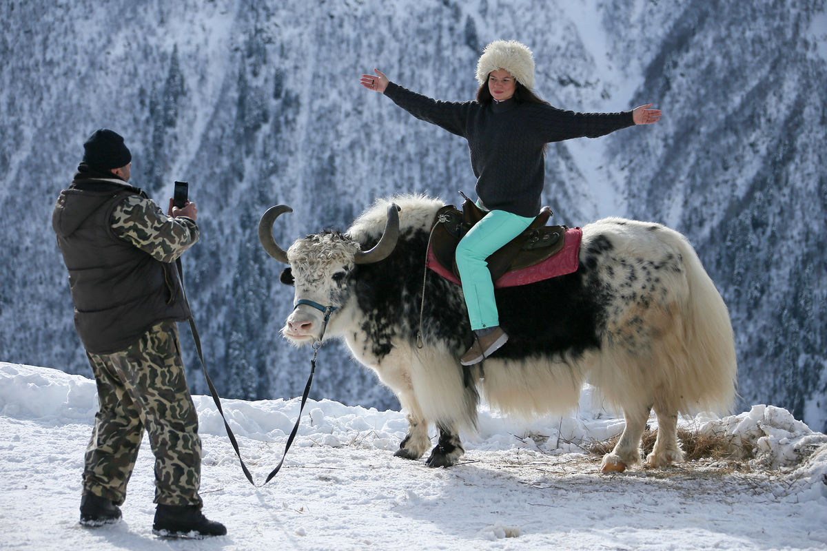 Женщина фотографируется на яке на территории горнолыжного курорта «Домбай», Карачаево-Черкесская Республика