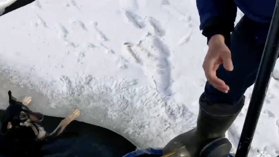 Провалившегося под лед пса вытащили из реки в Ярославле 