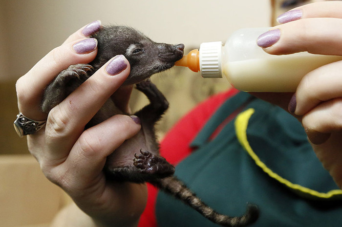 Сотрудник красноярского зоопарка кормит молоком недельного детеныша коати