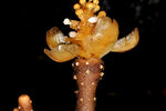 Balanophora coralliformis — паразитическое постоянно ветвящееся растение с Филиппин, которое отнесли к исчезающим видам сразу после открытия. Оно не содержит хлорофилл, потому не способно к фотосинтезу и добывает питательные вещества из других растений