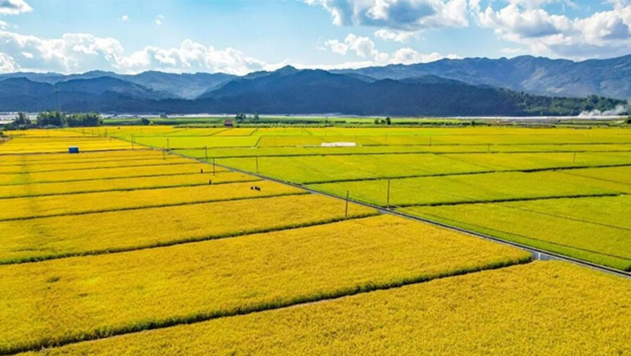 В Китае вывели многолетний рис, способный давать до 10 богатых урожаев