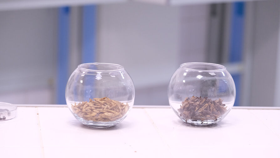 Ученые модифицировали личинки насекомых, чтобы те поедали больше отходов