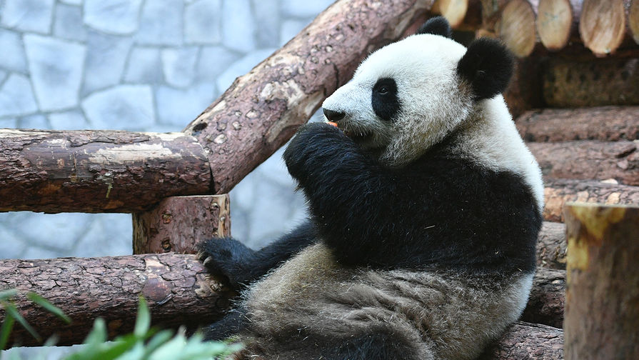 Одна из двух больших панд, переданных Китаем Московскому зоопарку, 5 июня 2019 года