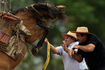 Мужчины пытаются обуздать лошадь на традиционной выставке и родео в Сан-Антонио-де-Ареко, 13 ноября 2022 года