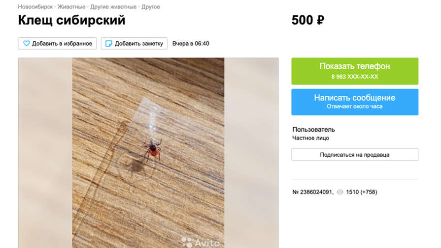 Россиянка продает пойманного клеща для опытов на Avito