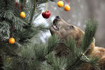 Камчатская бурая медведица Маша тянется к рождественской ели, украшенной фруктами и рыбой, в гамбургском зоопарке