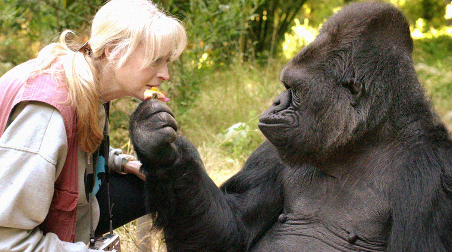 В США умерла «говорящая» горилла Коко - Газета.Ru