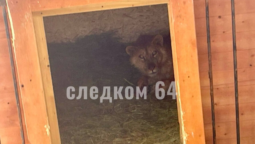 На российского подростка напал лев в Саратове 