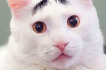 Кот Сэм с бровями (241 тыс. в instagram)