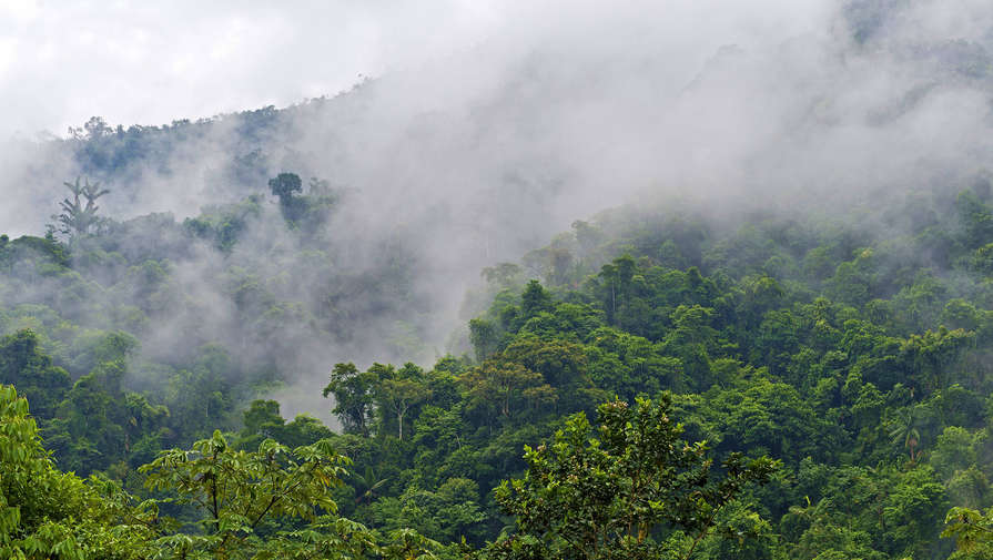 Ученые предупредили о близости коллапса дождевых лесов Амазонки