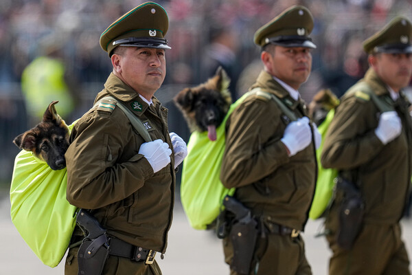 Чилийские карабинеры с&nbsp;будущими полицейскими собаками на&nbsp;праздновании Дня вооруженных сил в&nbsp;Сантьяго, Чили, 19&nbsp;сентября 2022&nbsp;года