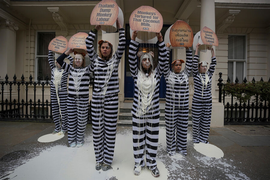 Активисты движения PETA протестуют против эксплуатации обезьян в&nbsp;индустрии сбора кокосов в&nbsp;Таиланде возле посольства Королевства Таиланд в&nbsp;Лондоне, 13&nbsp;февраля 2025&nbsp;года