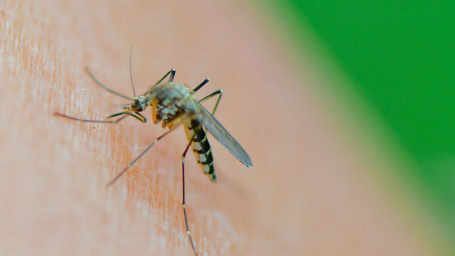 Минобороны РФ: в биолабораториях США на Украине изучали передающиеся через комаров вирусы