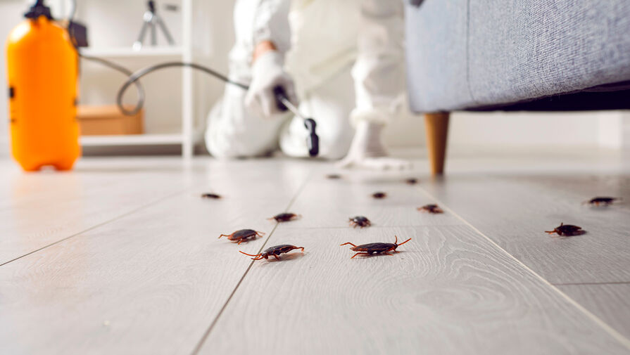 Тараканы в квартире: почему завелись и как от них избавиться