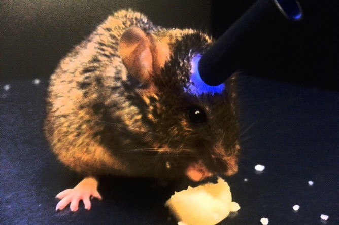 Когда ключевые нейроны мыши возбуждают светом, она набрасывается на еду
