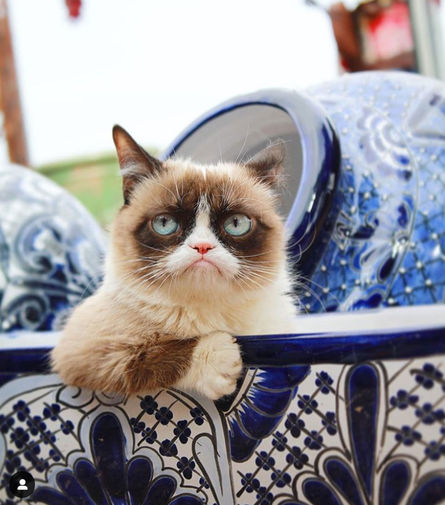 Самый сердитый кот Грампи (2,7 млн в&nbsp;instagram)