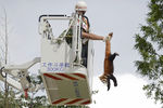 Пожарный держит красную панду за хвост, снимая ее с дерева в жилом районе Куньмин