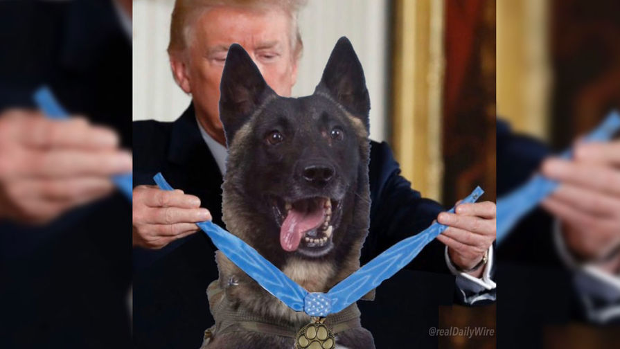 Трамп наградил участвовавшего в ликвидации аль-Багдади пса