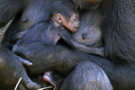 Детеныш гориллы на груди матери в сиднейском зоопарке