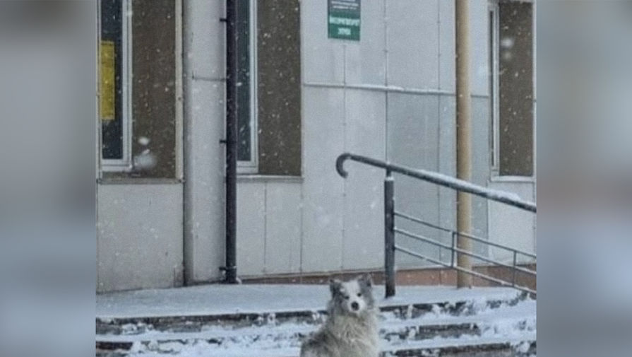 В Кемерово собака полтора года ждет умершего хозяина у ковидного госпиталя