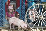 Ежегодный 37-й фестиваль свиней в Канаде