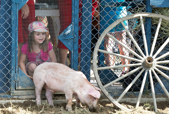 Ежегодный 37-й фестиваль свиней в&nbsp;Канаде