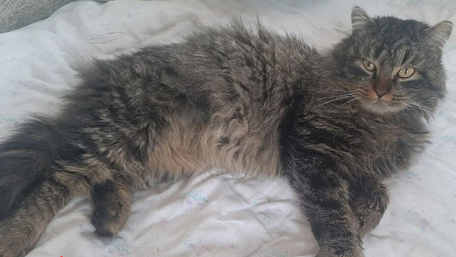 В Челябинске кот спустя три года скитаний вернулся домой 