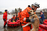 Сотрудник МЧС России эвакуирует собаку из зоны подтопления в микрорайоне Старый город в Орске, 6 апреля 2024 года