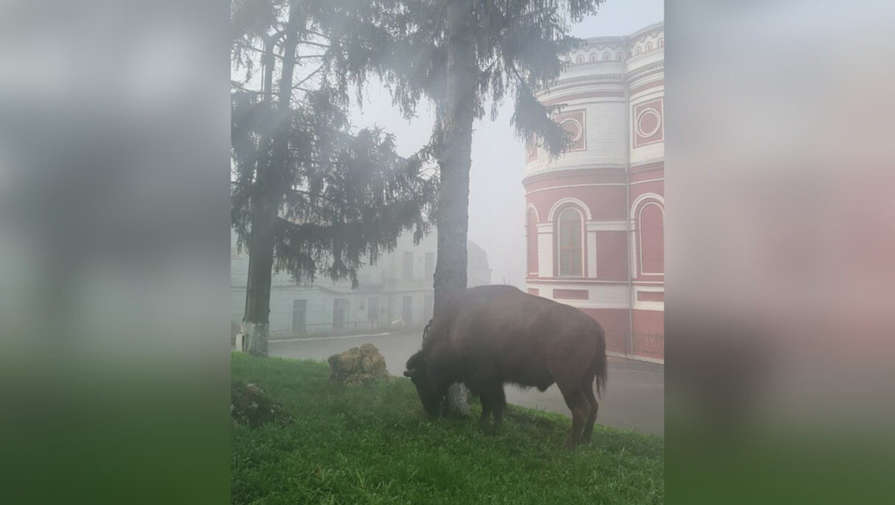В Курском цирке бизон хотел организовать массовый побег животных, но в итоге ушел один