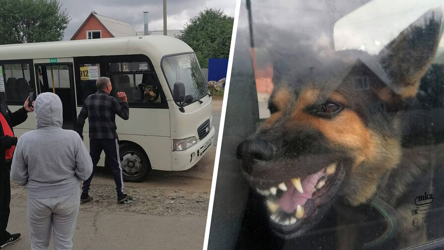 Собака на два часа заблокировала пассажирский автобус