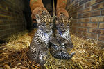 Новорожденные детеныши шри-ланкийского леопарда в зоопарке в Мобеже