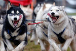 Забеги собачьих упряжек в городе Венек, Венгрия. 22 ноября 2014 года