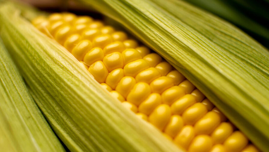 Биологи вывели сорт кукурузы, из которой получается полезный попкорн