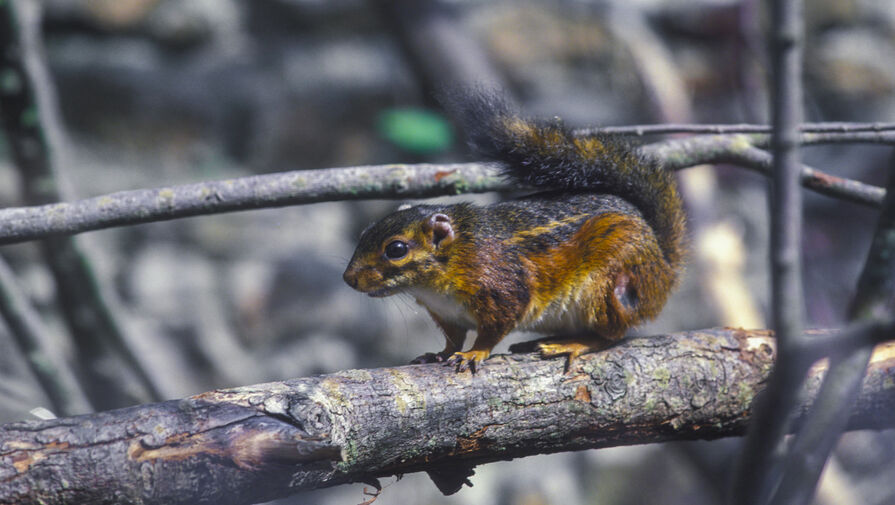 Ученые назвали белок природным резервуаром оспы обезьян