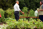 Президент США Барак Обама с супругой Мишель в огороде Белого дома, октябрь 2016 года