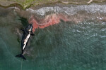 Мертвый кит у берегов Пуэрто-Мадрина, Аргентина, 4 октября 2022 года