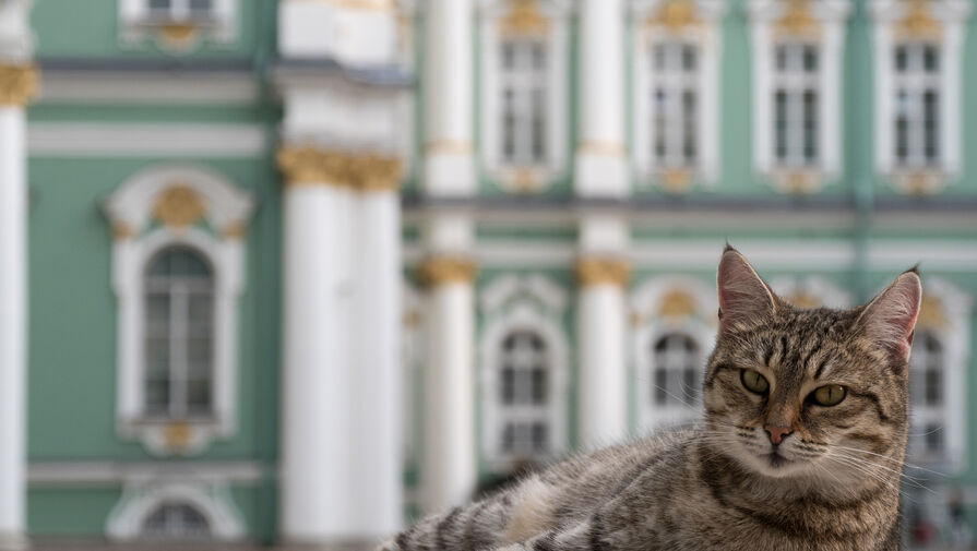 В Петербурге пройдет День эрмитажного кота