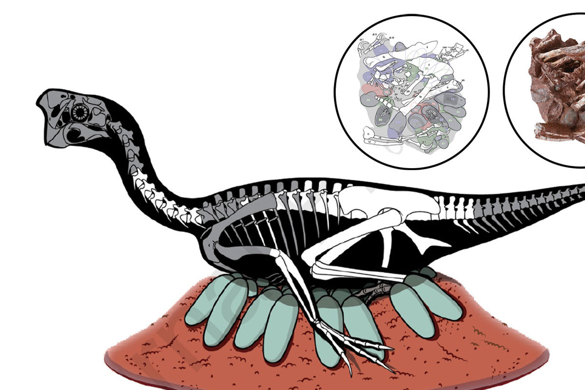 Обнаружены первые в мире окаменелости динозавра, сидящего на кладке яиц -  Газета.Ru