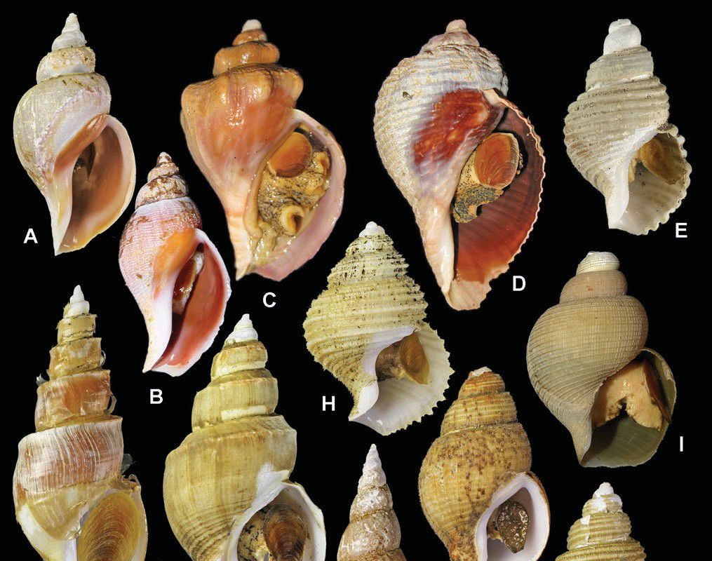 Предложена новая классификация морских улиток - Газета.Ru | Новости
