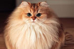 Кошка Смузи (2,2 млн в instagram)